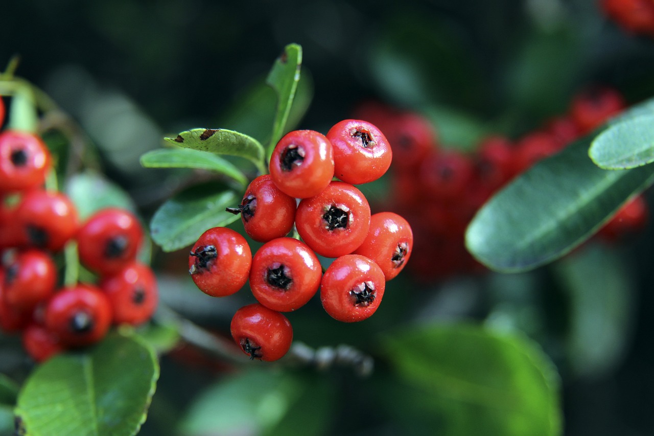 2023女足世界杯荷蘭簡介.